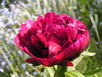 Pfingsrose